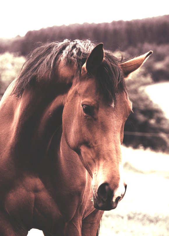 Dating mit Pferden - Traumpartner finden